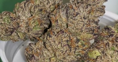 cream and sugar by fresh baked strain review by dopamine