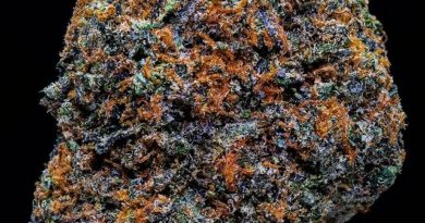h.o.g. rainbowz by hash oil gardens strain review by thebudstudio 2
