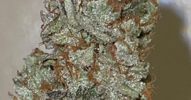 ines by unorthdocbutaddictive strain review by feartheterps