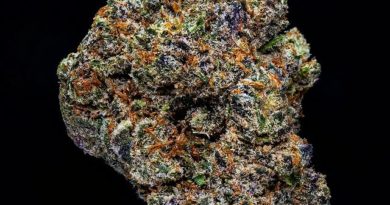 king louis sherbet by kota genetics strain review by thebudstudio 2