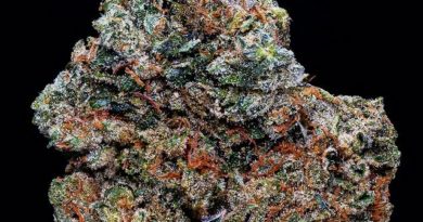 knightsbridge og by king midas genetix strain review by thebudstudio