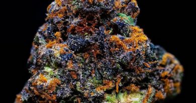 legend by doja exclusive strain review by thebudstudio 2