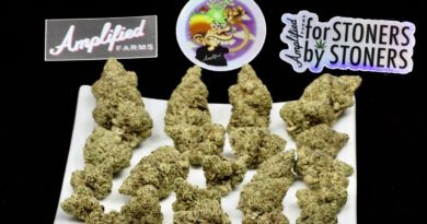 lemon kerosene ounce bag by amplified farms strain review by ogweedreview