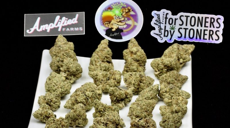 lemon kerosene ounce bag by amplified farms strain review by ogweedreview