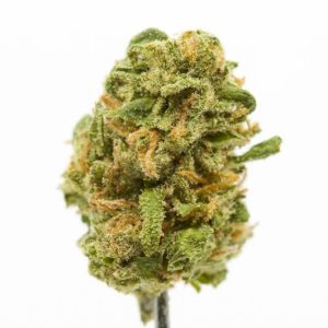 mango biche by ladybug farms strain review by ogweedreview