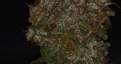 mz cookiez by unorthadocbutaddictive strain review by feartheterps