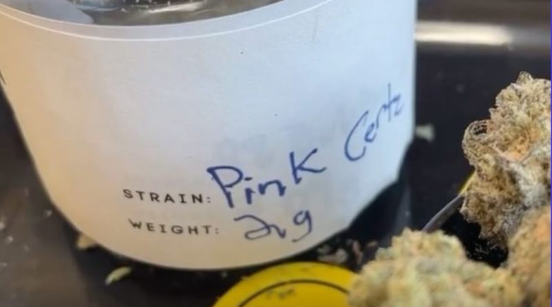 pink certz from jah apothecary strain review by letmeseewhatusmokin