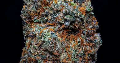 project x by hash oil gardens strain review by thebudstudio 2