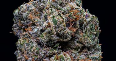 raunchy runtz by righteous gardens strain review by thebudstudio