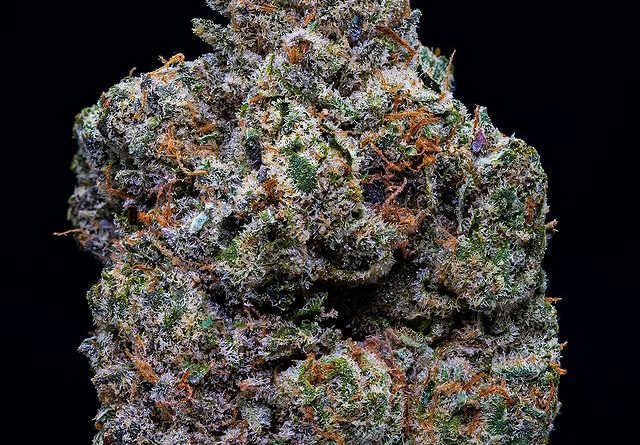 raunchy runtz by righteous gardens strain review by thebudstudio
