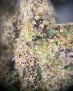 runtz by resin ranchers strain review by pnw_chronic 2