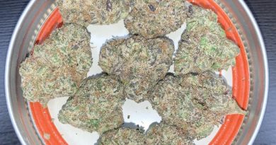 runtz by resin ranchers strain review by pnw_chronic