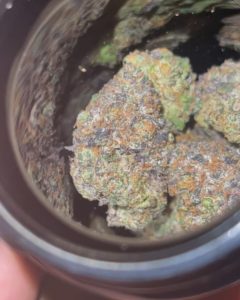 taro gelato 9 from tasty selections strain review by feartheterps