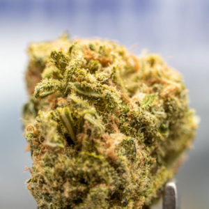 blue dream by smoakland strain review by caleb chen closeup