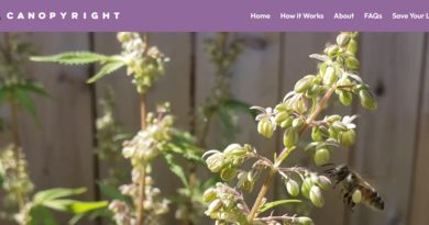 canopyright a free tool for cannabis breeders for ip protection