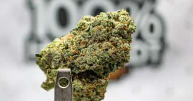 cartel cut by xotic flavorz strain review by caleb chen