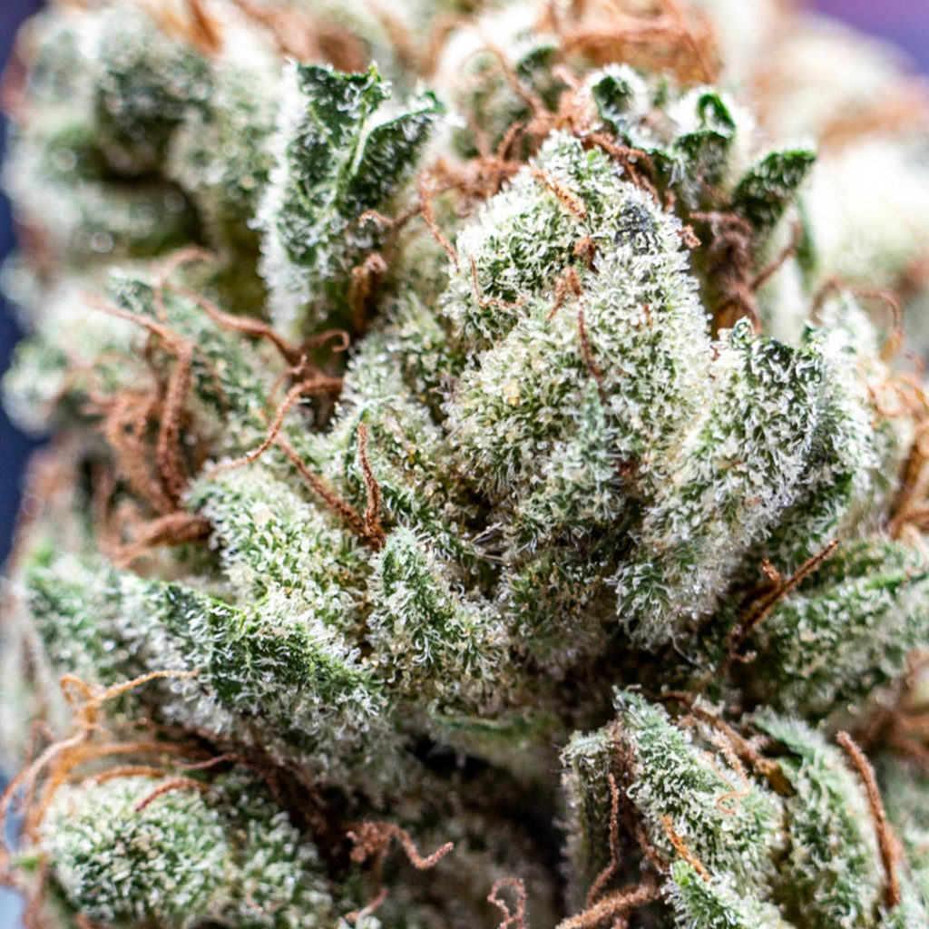 Cultivar Review: Cherry Dosi by That Good Good Farm - The Highest Critic