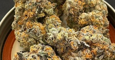 gary payton from jews who infuse by undisclosed strain review by toptierterpsma 2