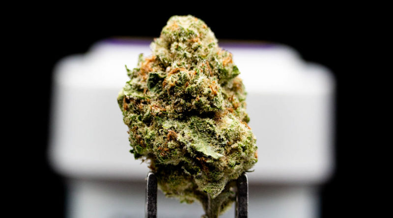 grapes and cream by coastal sun strain review by caleb chen