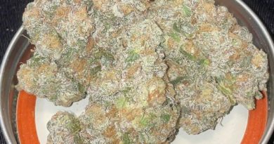 gush mints by pax genetics strain review by toptierterpsma