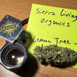 lemon tree by sierra living organics strain review by justin_the_ganjier