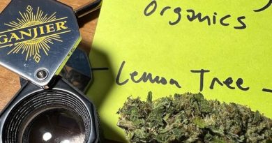 lemon tree by sierra living organics strain review by justin_the_ganjier