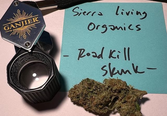road kill skunk by sierra living organics strain review by justin_the_ganjier