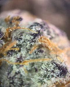 seabreezy by upcountry cannabis strain review by pnw_chronic 2