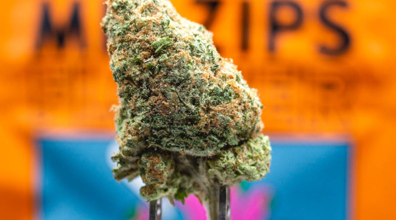 sunshine punch by mr. zips strain review by caleb chen