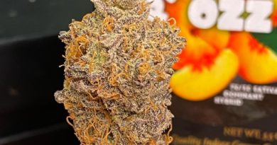 the real peach ozz pheno by team elite genetics strain review by cali_bud_reviews 2