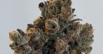 banana animal mints by jungle boys strain review by wl_official619