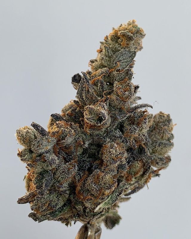 banana animal mints by jungle boys strain review by wl_official619