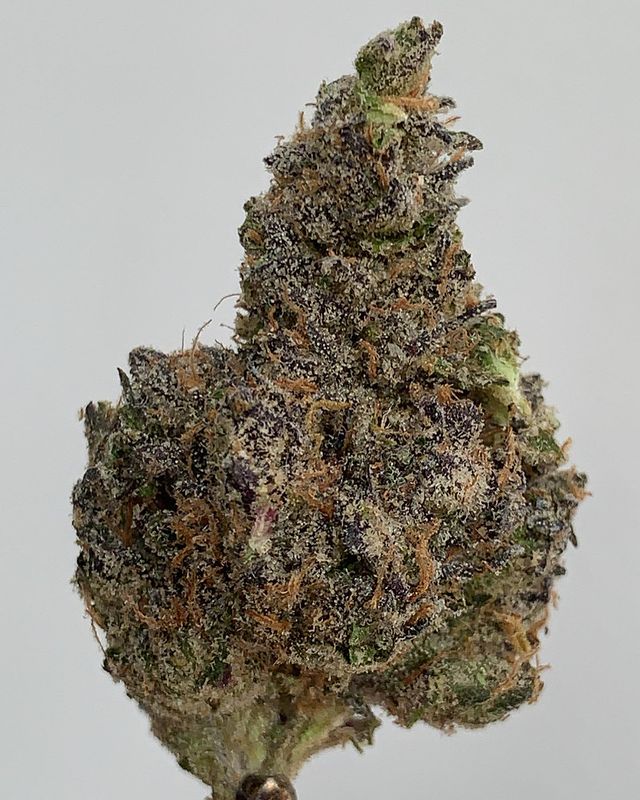 bazquiat by the association strain review by wl_official619