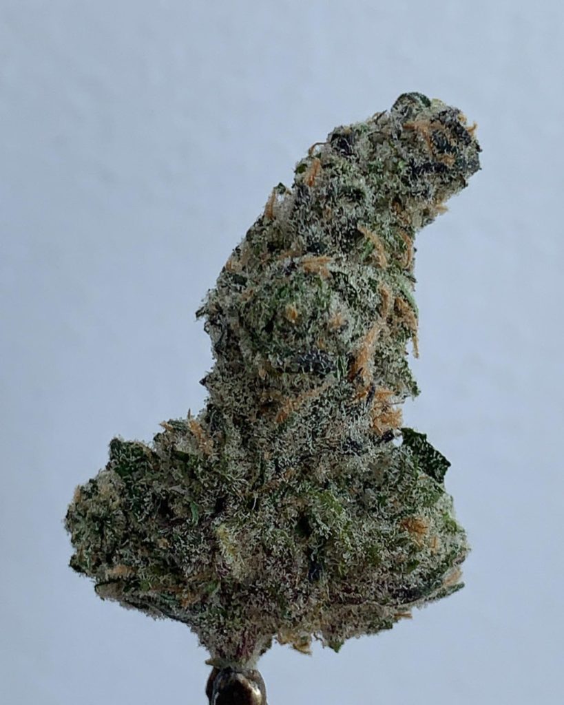 blue dream x biscotti #29 by connected cannabis co strain review by wl_official619 2