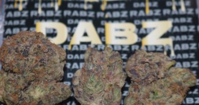 blueberry muffins by rabz dabz strain review by biscaynebaybudz