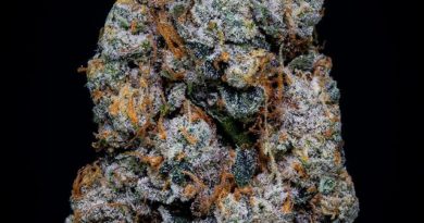 fart gas by gmt genetics strain review by thebudstudi0