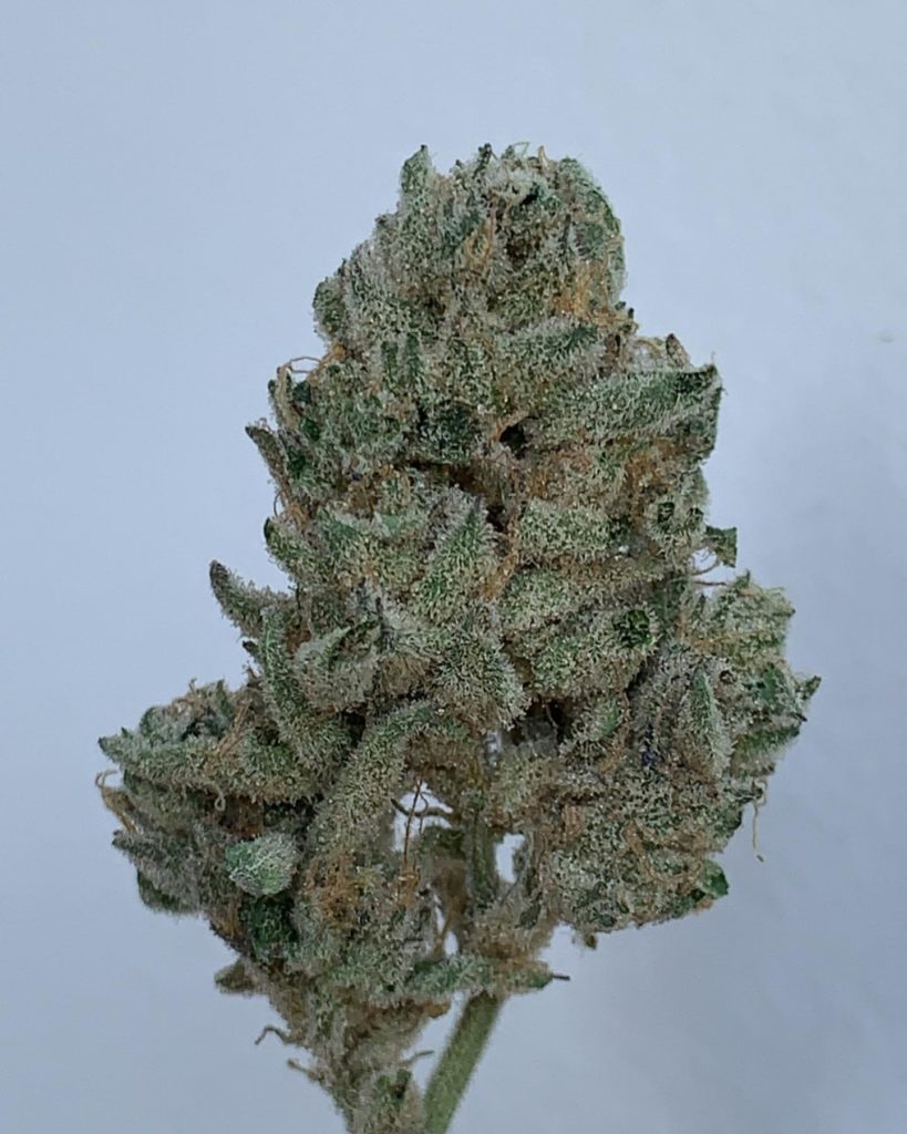 gluetopia by cannabiotix strain review by wl_official619 2