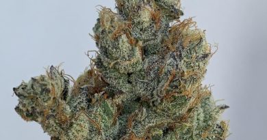 gmo by 710 labs strain review by wl_official619 2