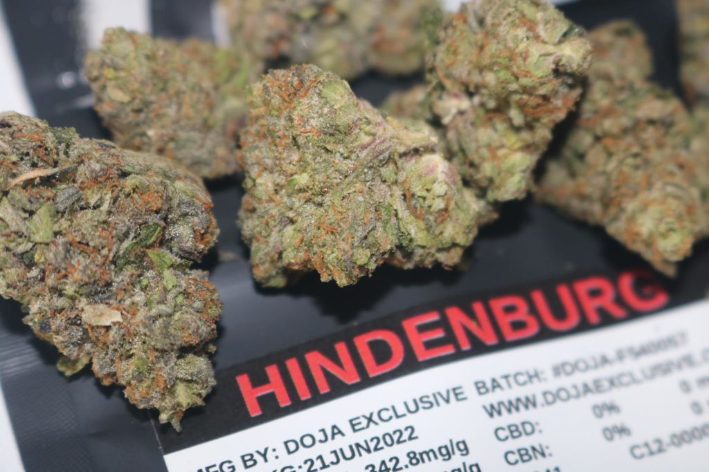 hindenburg by doja exclusive strain review by biscaynebaybudz