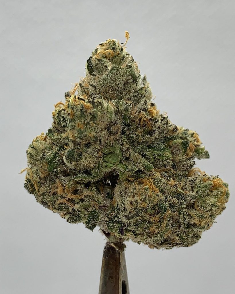 jealousy 41 by cream of the crop gardens strain review by wl_official619 2