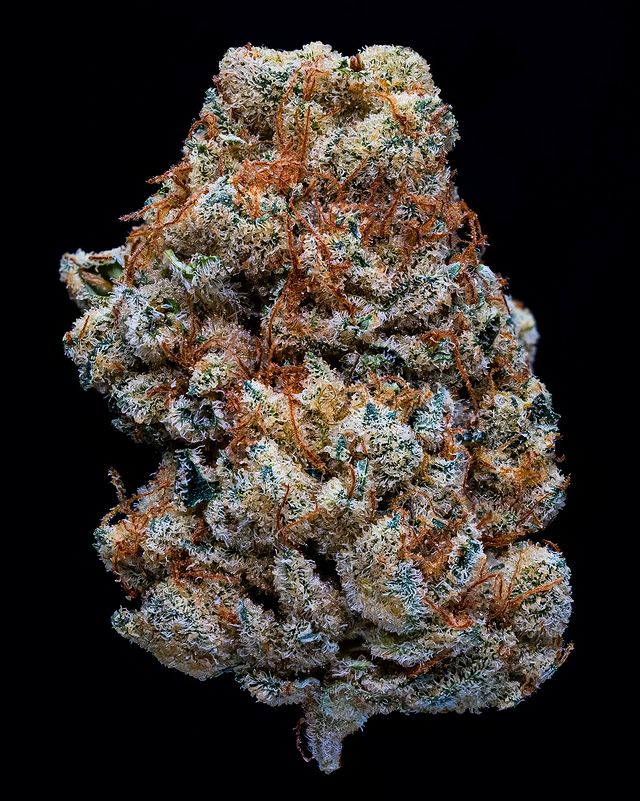 jungle fire #2 by king midas genetix strain review by thebudstudio 2
