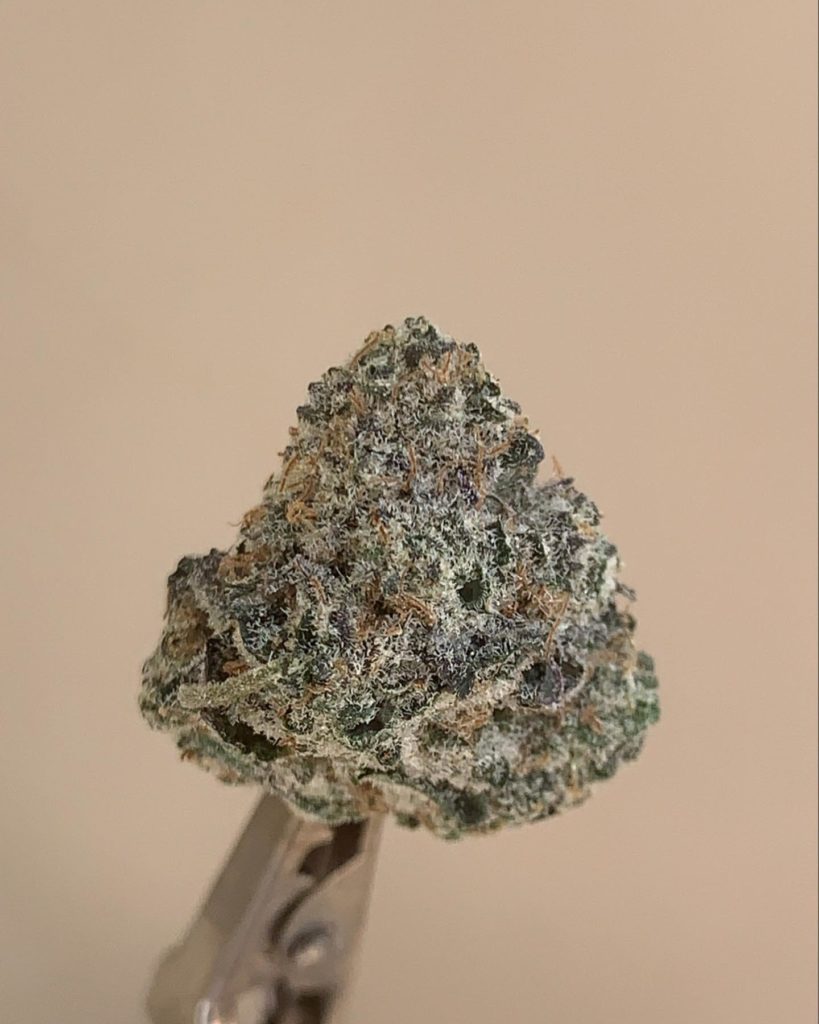 jungle sunset by jungle boys strain review by wl_official619 2