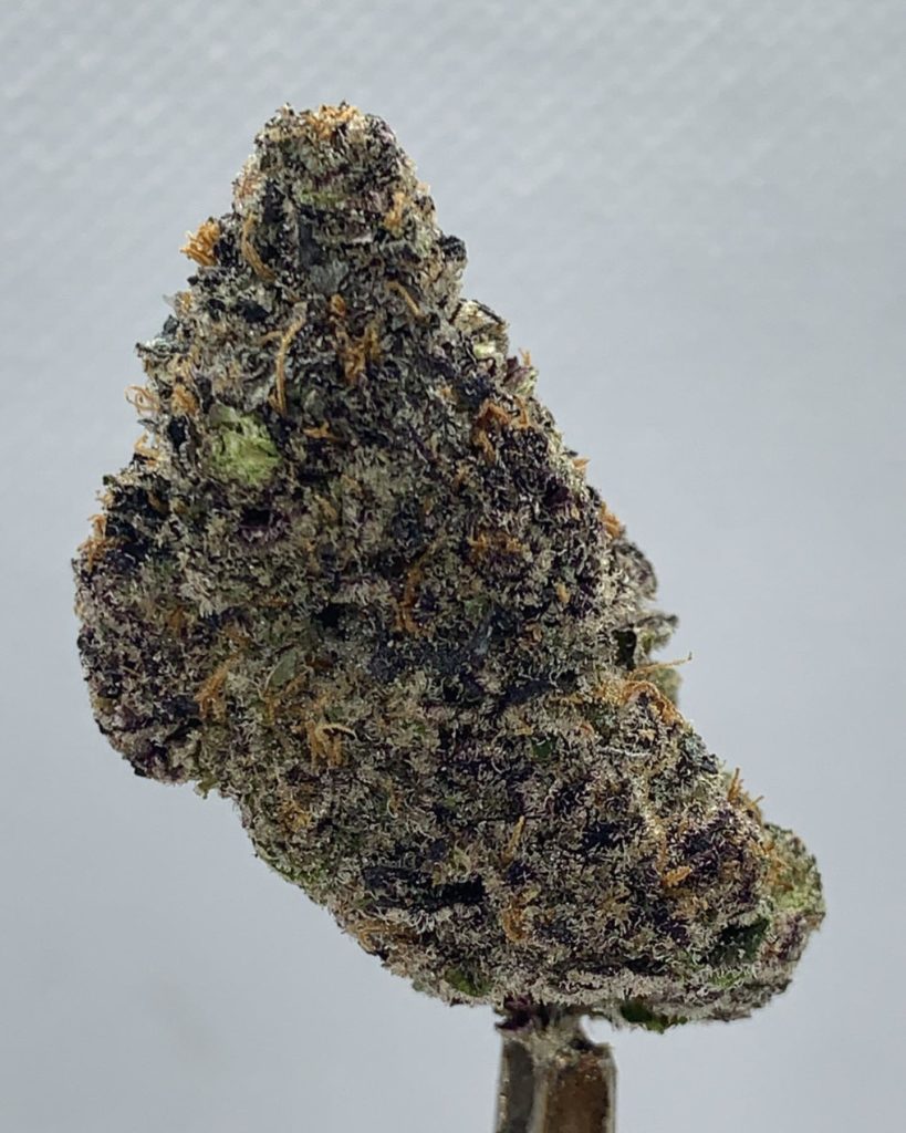 magnum turtle by turtle pie co strain review by wl_official619