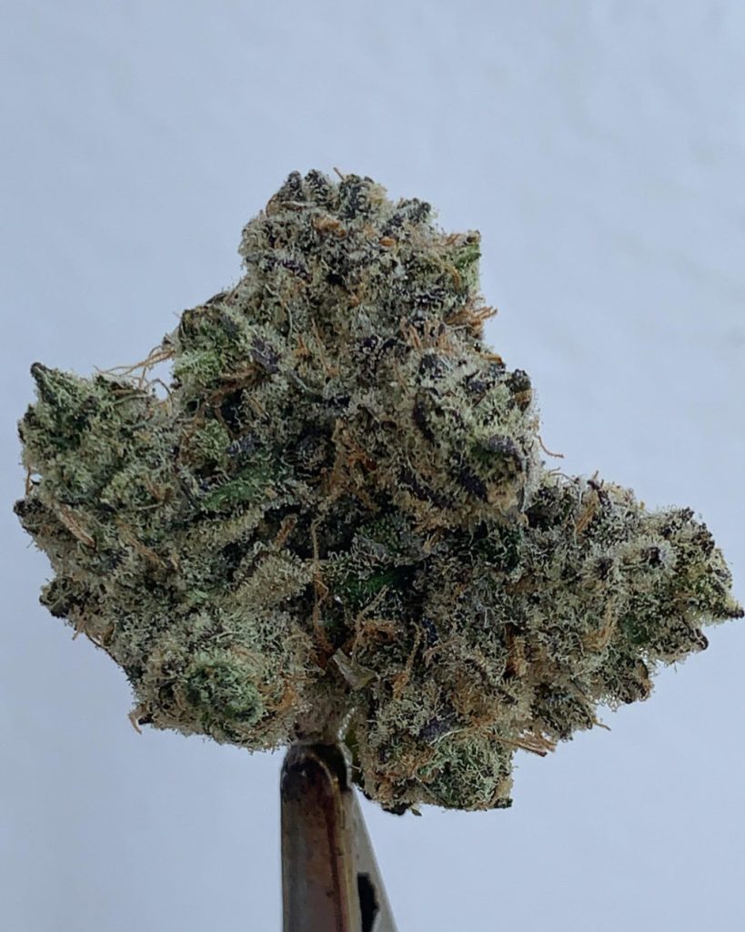 ogucci by turtle pie co. strain review by wl_official619 2
