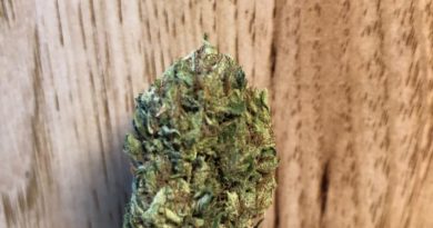 sour afghan by heartrock mountain farms strain review by caleb chen