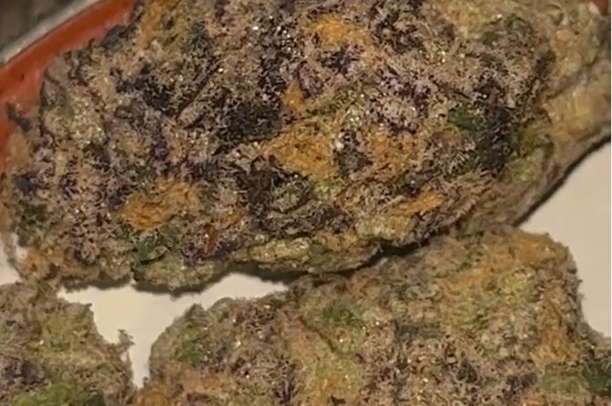 sticky tits by limited trees genetics strain review by digital.smoke