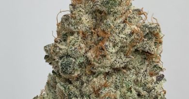 supreme cream by cannabiotix strain review by wl_official619