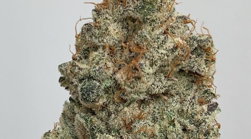 supreme cream by cannabiotix strain review by wl_official619