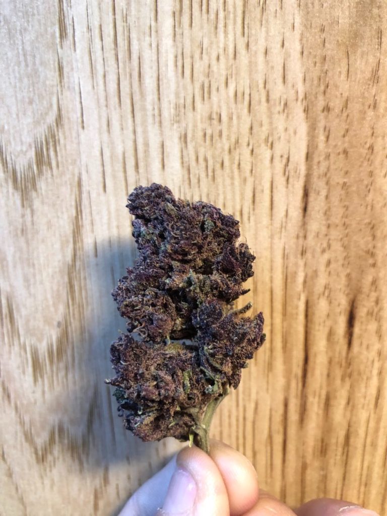velvet purps by heartrock mountain farms strain review by caleb chen