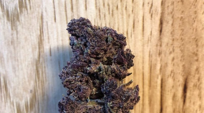 velvet purps by heartrock mountain farms strain review by caleb chen